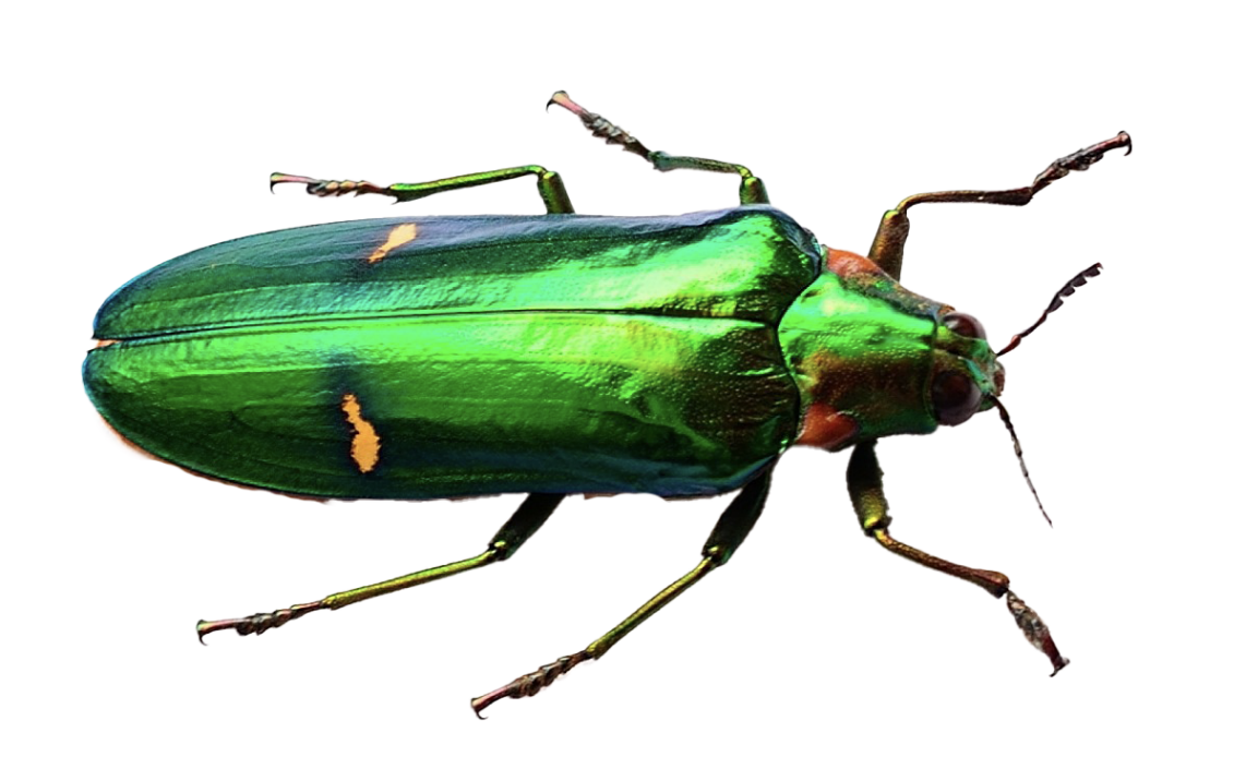 BUG APPRECIATION LaTarte reflects that her experience with the critters has evolved but followed her in her life and art. Beetle flickr Creative Commons: GREGORIUZ 